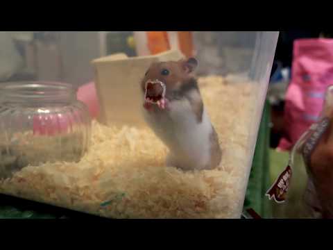 激レア【ユージン】たのしい、飼育当番。初版 ゴールデンハムスター