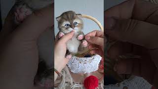 Handmade Kitten teddy toy Chai #cat #kitten #handmade #realistic kitten