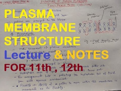FLUID MOSAIC MODEL of plasma membrane, cell membrane ( for class 11, 12