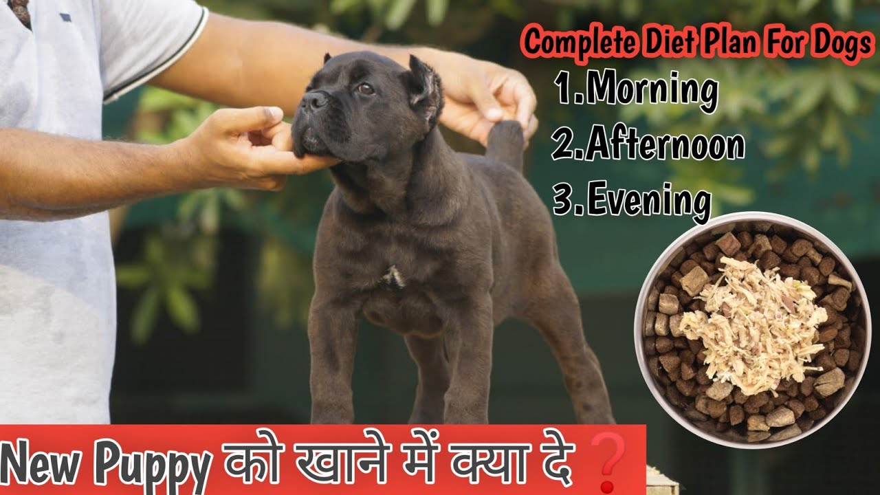 Dog ko kya khilana chahiye कुत्ते को खाने में क्या देना चाहिए best dog