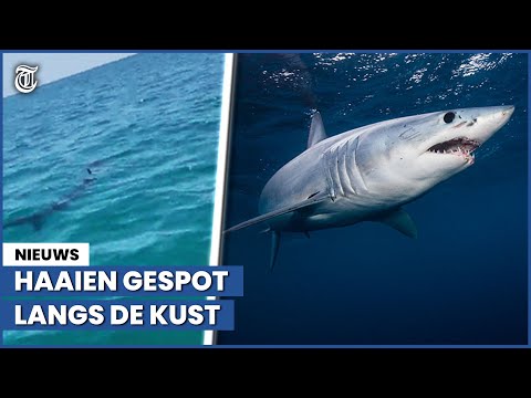 ‘Zeer grote kans om haai tegen te komen langs Nederlandse kust'