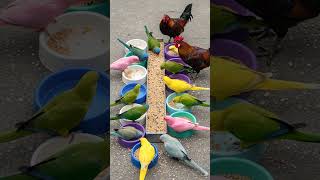 Bird Sound 🦜 Rooster Reaction To Colorful Talking Parrots Stealing Food Is Absolutely Hilarious Resimi