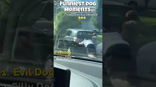 Funny dogs  #funny #pets #dogs #trending #viral #animals