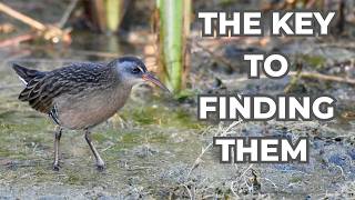 Just be still and they will come | Finding the Virginia Rail