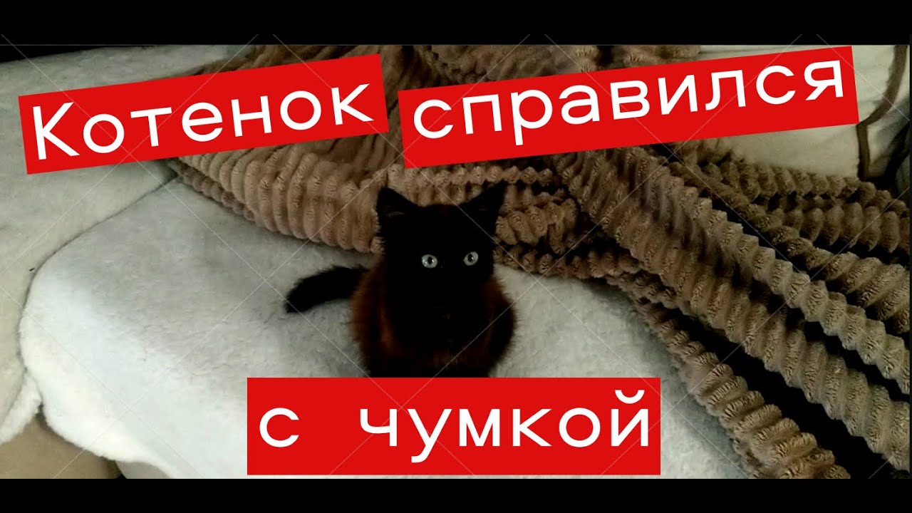 Мой опыт лечения чумки у кошек и котят Своими руками #ЕленаСитникова ...