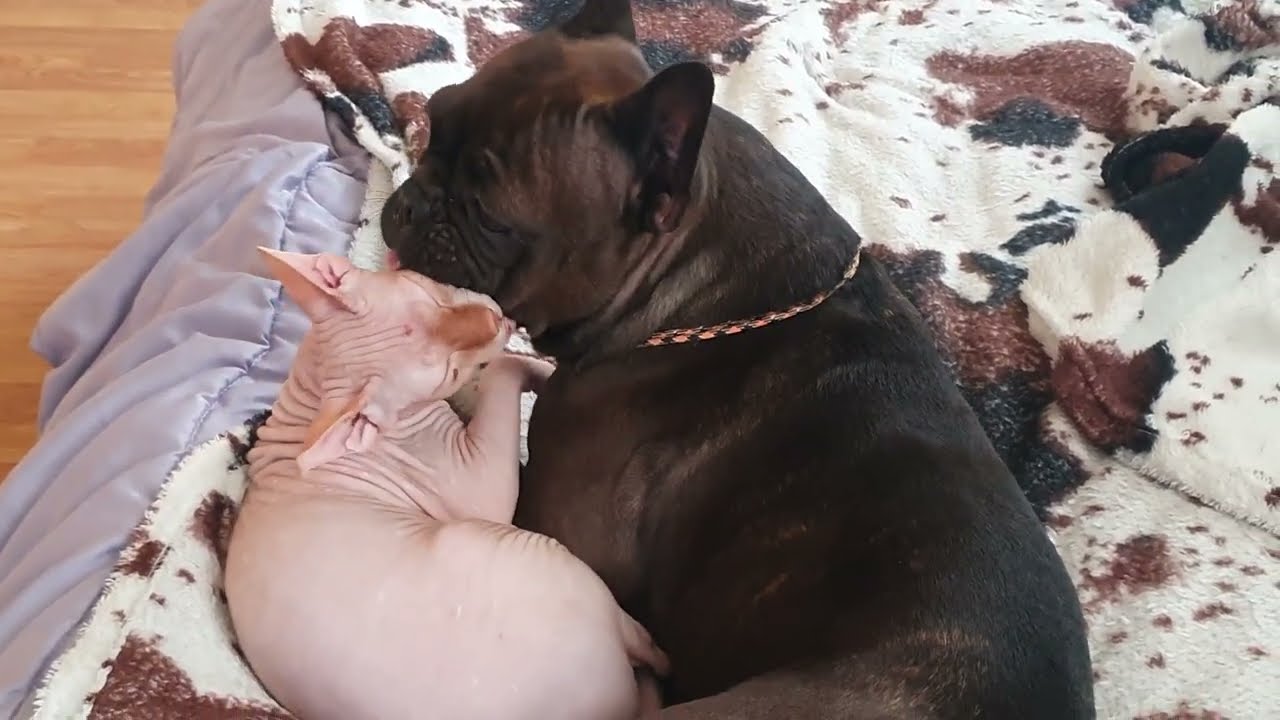 Sphynx cat and dog take care each other - Кот сфинкс и французский бульдог ухаживают друг за другом