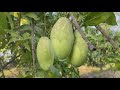 Countryside Life TV: How to make mango ripen naturally / Pick mango from mango