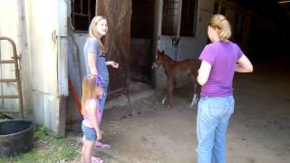 Foal cries, mom comes running. by shamebad 7,854,677 views 10 years ago 51 seconds