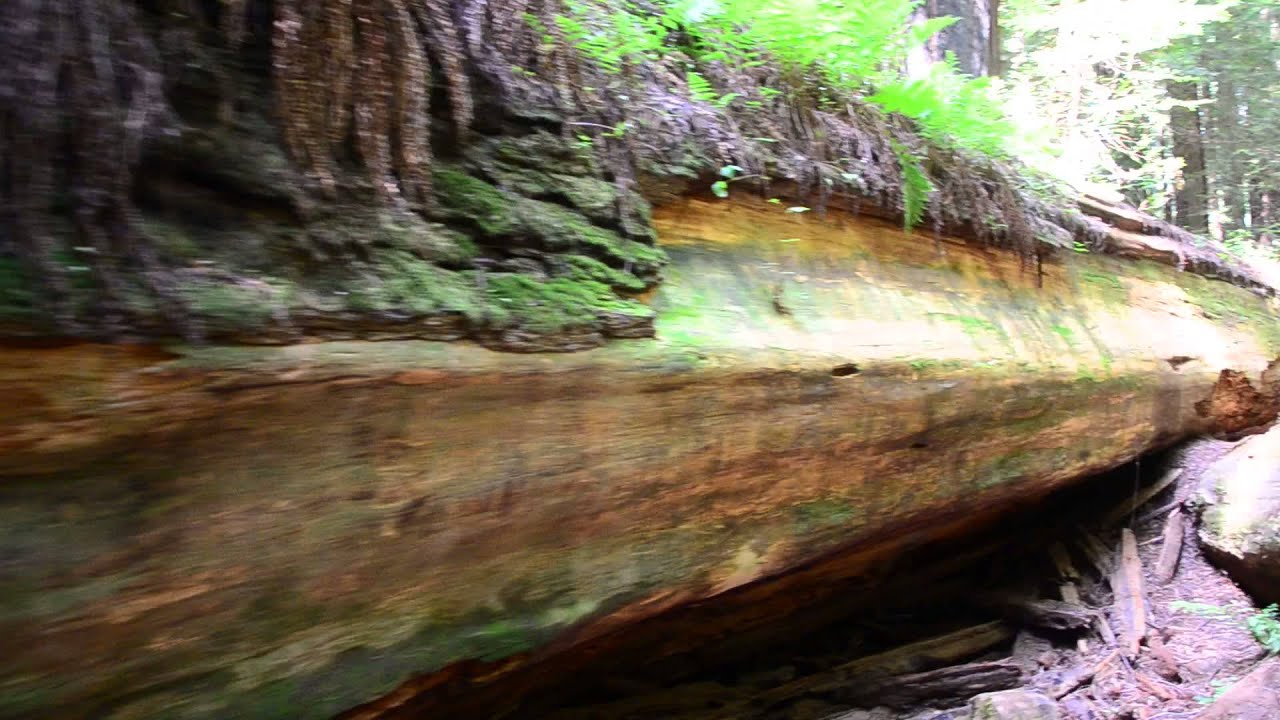 The Dyersville Giant Humboldt Redwoods State Park Founders Grove