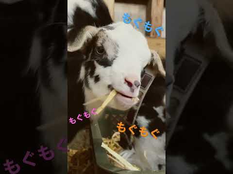 YouTube動画