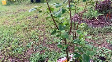 Fuyu Persimmon Flower Buds
