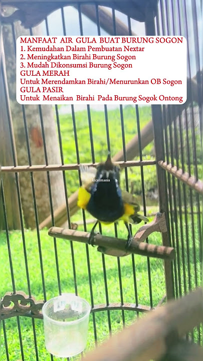 Manfaat Air Gula Untuk Burung Sogok Ontong #birds #burung #sogokotong #kolibrininja #kicaumania