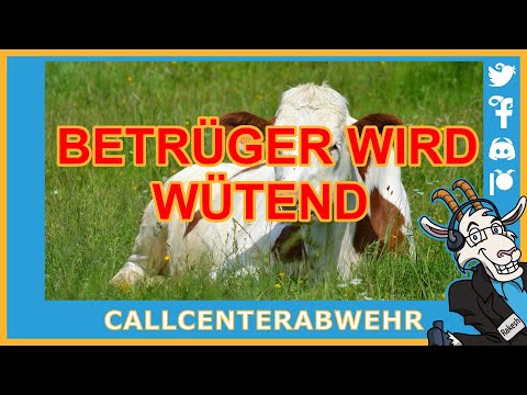 Betrüger wird wütend und beschimpft die heilige Kuh