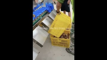 🦪Oysters Abalone Weight Sorting Machine Seafood Grading Machine