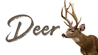 Deer | Sound Effect (Copyright Free)