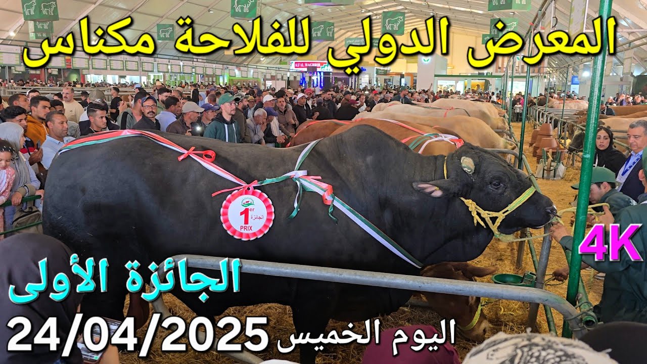الغنم والبقر والماعز المعرض الدولي للفلاحة مكناس اليوم الخميس 24/04/2025