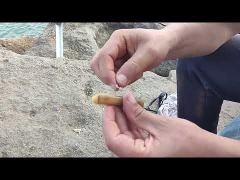 طريقة سهلة جدا لتطعيم الكوطو اللونغ القصيبة