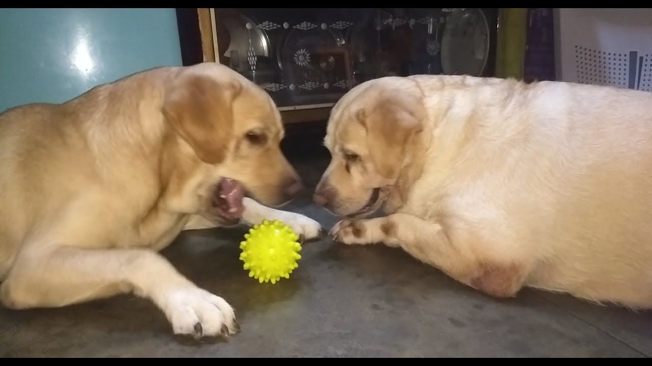 Labrador Dog Mom And Son Plays With Ball Youtube