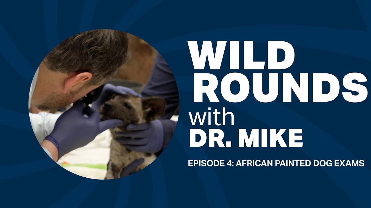 Wild Rounds With Dr. Mike: Episode 4