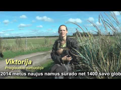 Video: 10 Paplitusių Mitų Apie Gyvūnų Prieglaudas