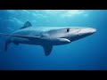Shocking Shark Hunts | Glory's Wild Encounters!