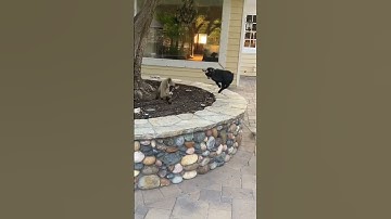 Why Pygmy Goats Are Tiny Chaos Machines. #goats #pygmy #animallovers