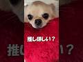 今推しが居ないそこの君！！【うちのわんこ】 #shorts #うちのわんこ #チワワ