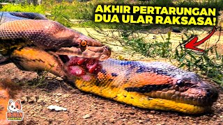 Pertarungan Dua Raja Ular Terbesar! ANACONDA VS PHYTON, Mana Yang Memiliki Lilitan Paling Kuat? Resimi