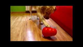 Bella & Kong Wobbler by Lab&bc 596 views 10 years ago 1 minute, 14 seconds