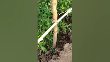 Kilimo Bora Piga Simu 