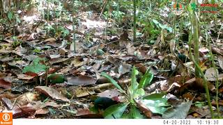 Kumpulan Video Satwa Liar Kalimantan Tertangkap Kamera Trap