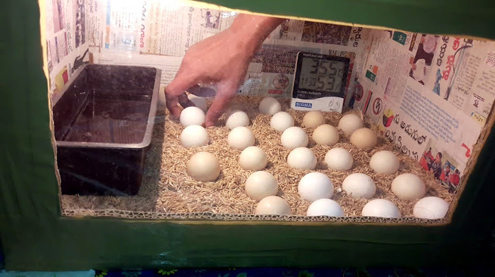 How to Rotate Eggs in an Incubator Manually || Homemade Incubator