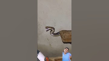 बनसुंदरी भारत का सबसे अलग दुर्लब सांप (copper headed Trinket) #snake #cobra #python  #snakevideo