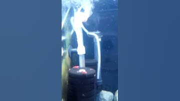 giun trắng trong hồ tép.