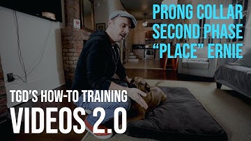 How-To Prong Collar | 2nd Phase  | "Place" - With Ernie