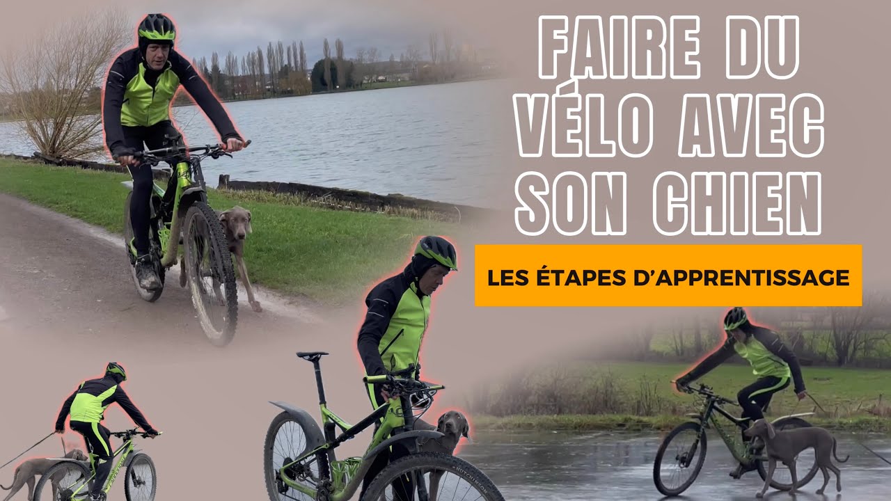 Faire du vélo avec son chien : les étapes d’apprentissage - éducation