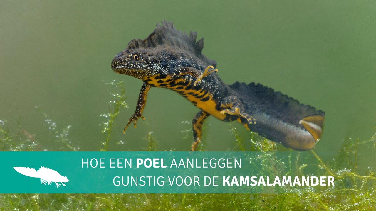 Hoe een poel aanleggen gunstig voor de kamsalamander