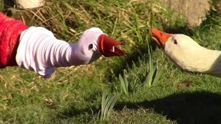 How To Make A Goose Hand Puppet (And REALLY Irritate Your Geese)