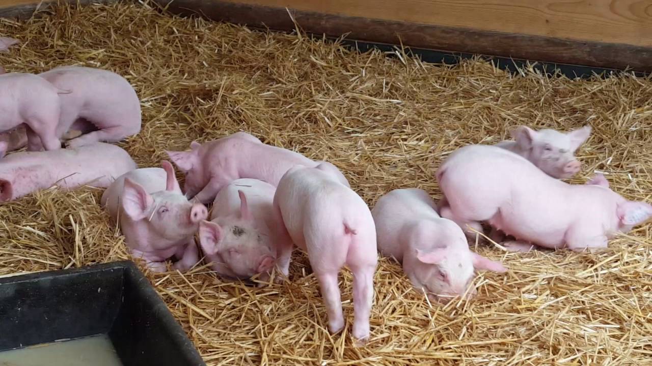 Bebes Cochons Moments Rigolos Youtube Bebes Cochons Moments Rigolos Youtube
