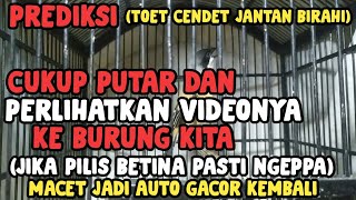 Pancingan Suara Toet Dan Materi Cendet Jantan Birahi Bikin Yang Betina NGEPPA, Macet Jadi Gacor Dor!