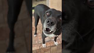 Amo vira-latas #cachorro #modapet #modapet #viralatas #petsfofinhos