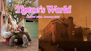 Tiptoe's House (before And After)