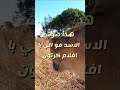 زائير الاسد 