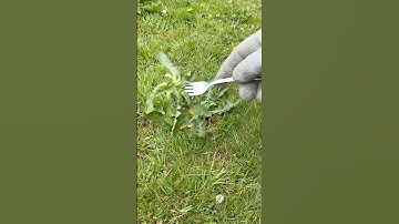 Quick & Easy Garden Weeding Without the Back Pain#diy #garden