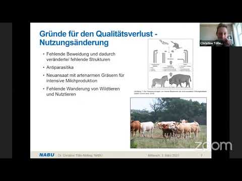 Video: Mein Gras verschwindet – Erfahren Sie mehr über die Ausdünnung von Rasen in Landschaften