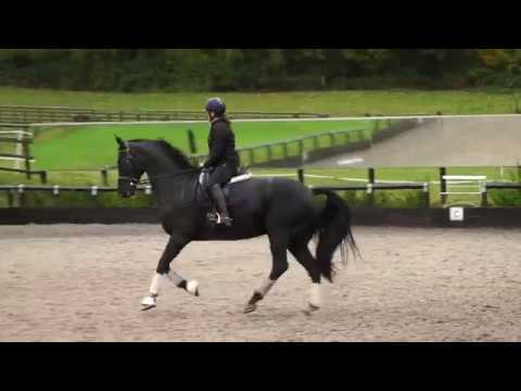 FAT BOY SLIM DRESSAGE