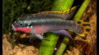 Download Lagu "Pelvicachromis pulcher" con música de LOS PEPES Download Lagu "Pelvicachromis pulcher" con música de LOS PEPES