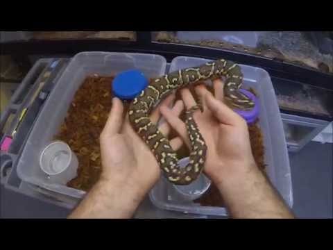 Angolan Python Update
