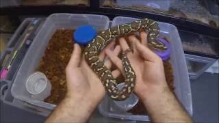 Angolan Python Update