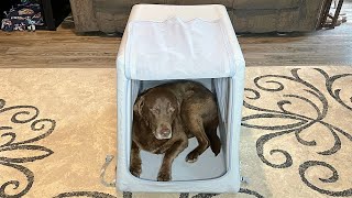 Review: Diggs Enventur Travel Kennel